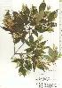  ( - TW020577)  @11 [ ] Copyright (2021) Unspecified Forestry and Forest Products Research Institute