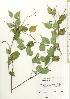 ( - TW020580)  @11 [ ] Copyright (2021) Unspecified Forestry and Forest Products Research Institute