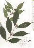  ( - TW020589)  @11 [ ] Copyright (2021) Unspecified Forestry and Forest Products Research Institute