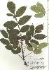  ( - TW020590)  @11 [ ] Copyright (2021) Unspecified Forestry and Forest Products Research Institute
