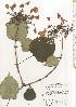  ( - TW020592)  @11 [ ] Copyright (2021) Unspecified Forestry and Forest Products Research Institute