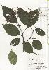  ( - TW020593)  @11 [ ] Copyright (2021) Unspecified Forestry and Forest Products Research Institute