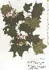  ( - TW020594)  @11 [ ] Copyright (2021) Unspecified Forestry and Forest Products Research Institute