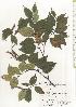  ( - TW020596)  @11 [ ] Copyright (2021) Unspecified Forestry and Forest Products Research Institute