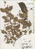  ( - TW020606)  @11 [ ] Copyright (2021) Unspecified Forestry and Forest Products Research Institute
