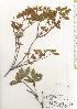  ( - TW020615)  @11 [ ] Copyright (2021) Unspecified Forestry and Forest Products Research Institute