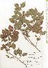  ( - TW020618)  @11 [ ] Copyright (2021) Unspecified Forestry and Forest Products Research Institute