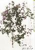  ( - TW020625)  @11 [ ] Copyright (2021) Unspecified Forestry and Forest Products Research Institute