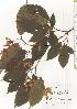  ( - TW020631)  @11 [ ] Copyright (2021) Unspecified Forestry and Forest Products Research Institute