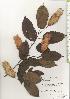  ( - TW020633)  @11 [ ] Copyright (2021) Unspecified Forestry and Forest Products Research Institute