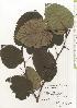 ( - TW020640)  @11 [ ] Copyright (2021) Unspecified Forestry and Forest Products Research Institute
