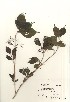  ( - TW020928)  @11 [ ] Copyright (2021) Unspecified Forestry and Forest Products Research Institute