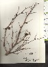  ( - TW020944)  @11 [ ] Copyright (2021) Unspecified Forestry and Forest Products Research Institute