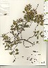  ( - TW020945)  @11 [ ] Copyright (2021) Unspecified Forestry and Forest Products Research Institute