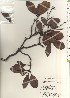  ( - TW020949)  @11 [ ] Copyright (2021) Unspecified Forestry and Forest Products Research Institute