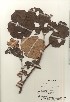  ( - TW020950)  @11 [ ] Copyright (2021) Unspecified Forestry and Forest Products Research Institute
