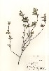  ( - TW020954)  @11 [ ] Copyright (2021) Unspecified Forestry and Forest Products Research Institute