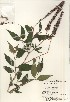  (Buddleja curviflora - TW020957)  @11 [ ] Copyright (2021) Unspecified Forestry and Forest Products Research Institute