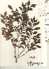  ( - TW020961)  @11 [ ] Copyright (2021) Unspecified Forestry and Forest Products Research Institute