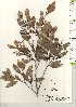  ( - TW020965)  @11 [ ] Copyright (2021) Unspecified Forestry and Forest Products Research Institute