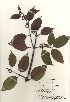  ( - TW020972)  @11 [ ] Copyright (2021) Unspecified Forestry and Forest Products Research Institute