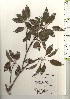  ( - TW020978)  @11 [ ] Copyright (2021) Unspecified Forestry and Forest Products Research Institute