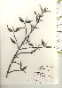  ( - TW020979)  @11 [ ] Copyright (2021) Unspecified Forestry and Forest Products Research Institute
