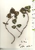  ( - TW020989)  @11 [ ] Copyright (2021) Unspecified Forestry and Forest Products Research Institute