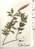  ( - TW020990)  @11 [ ] Copyright (2021) Unspecified Forestry and Forest Products Research Institute