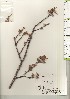 ( - TW020991)  @11 [ ] Copyright (2021) Unspecified Forestry and Forest Products Research Institute