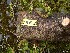  ( - TW020996)  @11 [ ] Copyright (2021) Unspecified Forestry and Forest Products Research Institute