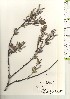  ( - TW021005)  @11 [ ] Copyright (2021) Unspecified Forestry and Forest Products Research Institute