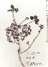  ( - TW021012)  @11 [ ] Copyright (2021) Unspecified Forestry and Forest Products Research Institute
