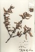  ( - TW021014)  @11 [ ] Copyright (2021) Unspecified Forestry and Forest Products Research Institute