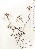  ( - TW021019)  @11 [ ] Copyright (2021) Unspecified Forestry and Forest Products Research Institute