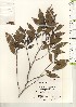  ( - TW021020)  @11 [ ] Copyright (2021) Unspecified Forestry and Forest Products Research Institute