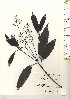  ( - TW021021)  @11 [ ] Copyright (2021) Unspecified Forestry and Forest Products Research Institute