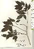  ( - TW021022)  @11 [ ] Copyright (2021) Unspecified Forestry and Forest Products Research Institute