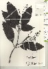  ( - TW021027)  @11 [ ] Copyright (2021) Unspecified Forestry and Forest Products Research Institute