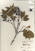  ( - TW021031)  @11 [ ] Copyright (2021) Unspecified Forestry and Forest Products Research Institute