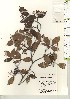  ( - TW021104)  @11 [ ] Copyright (2021) Unspecified Forestry and Forest Products Research Institute