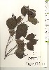  ( - TW021109)  @11 [ ] Copyright (2021) Unspecified Forestry and Forest Products Research Institute