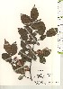  ( - TW021110)  @11 [ ] Copyright (2021) Unspecified Forestry and Forest Products Research Institute
