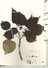  ( - TW021117)  @11 [ ] Copyright (2021) Unspecified Forestry and Forest Products Research Institute