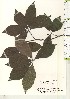  ( - TW021120)  @11 [ ] Copyright (2021) Unspecified Forestry and Forest Products Research Institute