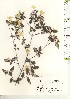  ( - TW021128)  @11 [ ] Copyright (2021) Unspecified Forestry and Forest Products Research Institute