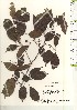  ( - TW021129)  @11 [ ] Copyright (2021) Unspecified Forestry and Forest Products Research Institute