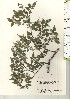  ( - TW021133)  @11 [ ] Copyright (2021) Unspecified Forestry and Forest Products Research Institute