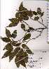  ( - TW021141)  @11 [ ] Copyright (2021) Unspecified Forestry and Forest Products Research Institute