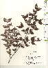  ( - TW021143)  @11 [ ] Copyright (2021) Unspecified Forestry and Forest Products Research Institute